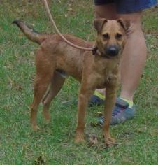 Medium Photo #1 Black Mouth Cur-Unknown Mix Puppy For Sale in Jefferson, TX, USA