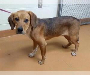 Beagle Dogs for adoption in Gainesville, FL, USA