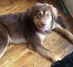 Australian Retriever Dogs for adoption in Potomac, MD, USA