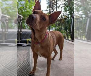 Chinese Shar-Pei-Unknown Mix Dogs for adoption in San Antonio, TX, USA