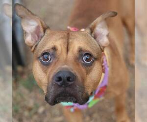 Medium Photo #1 American Staffordshire Terrier-Unknown Mix Puppy For Sale in San Antonio, TX, USA