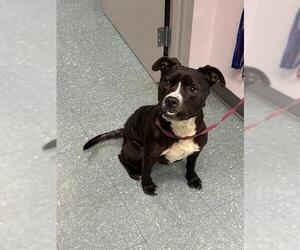 American Pit Bull Terrier Dogs for adoption in St. Cloud, FL, USA