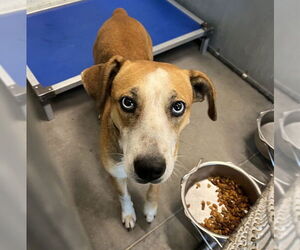 American Foxhound-Unknown Mix Dogs for adoption in Tavares, FL, USA