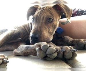 Rottweiler-American Pit Bull Terrier Dogs for adoption in Tucson, AZ, USA