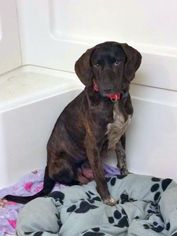 Medium Photo #1 Plott Hound-Unknown Mix Puppy For Sale in Fredericksburg, VA, USA