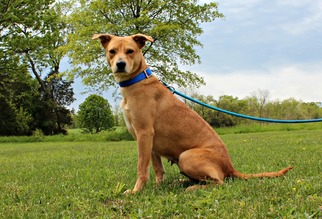 Mutt Dogs for adoption in Dillsburg, PA, USA