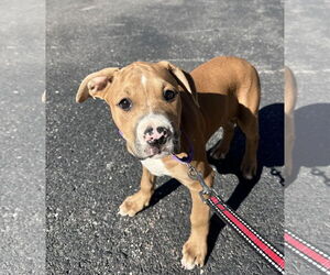Beagle-Unknown Mix Dogs for adoption in Sterling, MA, USA