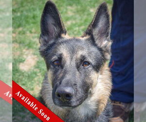German Shepherd Dog Dogs for adoption in Huntley, IL, USA