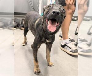 German Shepherd Dog Dogs for adoption in San Martin, CA, USA