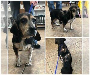 Beagle Dogs for adoption in Benton, LA, USA