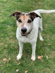 Beagle-Unknown Mix Dogs for adoption in Howell, MI, USA