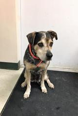 Mutt Dogs for adoption in Menominee, MI, USA