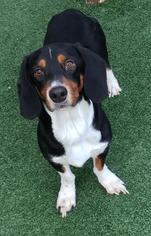 Basschshund Dogs for adoption in Dallas, TX, USA