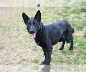 German Shepherd Dog-Unknown Mix Dogs for adoption in Rolesville, NC, USA