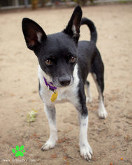 Jack Russell Terrier Dogs for adoption in Seal Beach, CA, USA