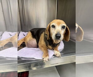 Beagle Dogs for adoption in Norfolk, VA, USA