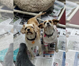 Cavapoo (Miniature) Dogs for adoption in Mukwonago, WI, USA