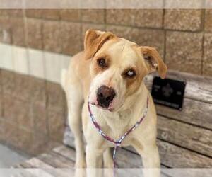 Labrador Retriever-Unknown Mix Dogs for adoption in Tulsa, OK, USA