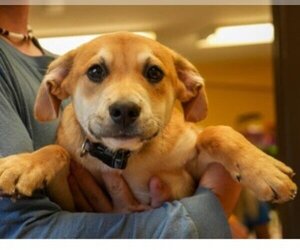 Small Labrador Retriever Mix