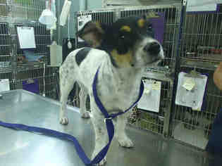 Rat Terrier Dogs for adoption in Rancho Cucamonga, CA, USA