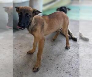 Mutt Dogs for adoption in San Antonio, TX, USA