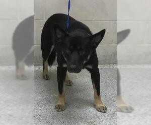 Labrador Retriever-Unknown Mix Dogs for adoption in Conroe, TX, USA