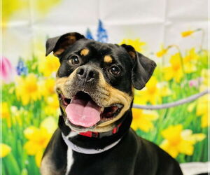 Rottweiler-Unknown Mix Dogs for adoption in Manahawkin, NJ, USA