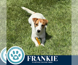 Jack Russell Terrier-Unknown Mix Dogs for adoption in Kimberton, PA, USA
