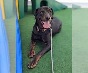Labrottie Dogs for adoption in Lacombe, LA, USA