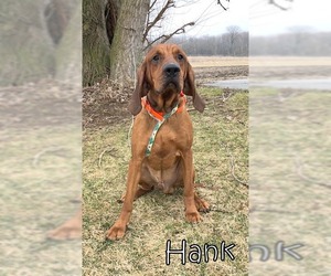 Coonhound Dogs for adoption in Tremont, IL, USA