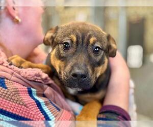 German Shepherd Dog Dogs for adoption in Santa Rosa, CA, USA