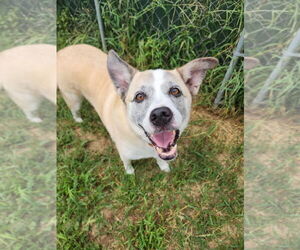 Mutt Dogs for adoption in Evansville, IN, USA