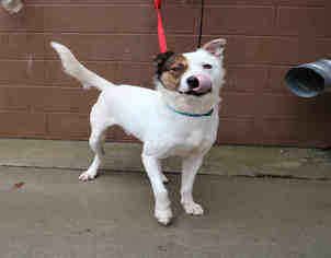 Akita-Great Pyrenees Mix Dogs for adoption in Bowling Green, OH, USA
