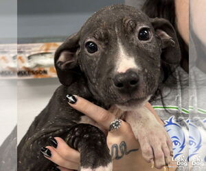 Mutt Dogs for adoption in Washington, DC, USA