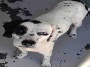 Medium Photo #1 Alaskan Malamute Puppy For Sale in San Antonio, TX, USA
