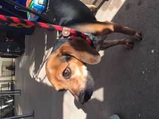 Beagle Dogs for adoption in Santa Monica, CA, USA