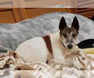 Jack-Rat Terrier Dogs for adoption in Oakhurst, NJ, USA