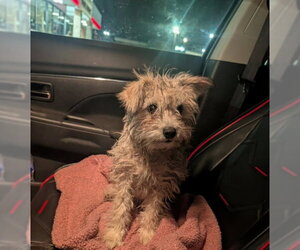 Mutt Dogs for adoption in Grafton, WI, USA