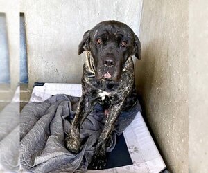 Mastiff Dogs for adoption in San Bernardino, CA, USA