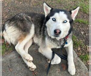 Siberian Husky Dogs for adoption in Bakersfield, CA, USA