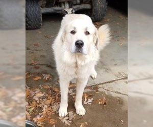 Great Pyrenees Dogs for adoption in Maryville, TN, USA