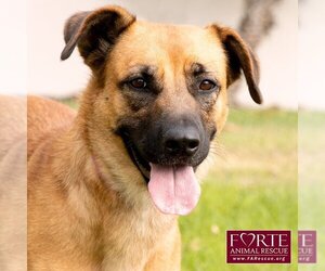 Labrador Retriever-Unknown Mix Dogs for adoption in Marina del Rey, CA, USA