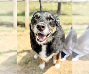Border Collie-Unknown Mix Dogs for adoption in Manahawkin, NJ, USA