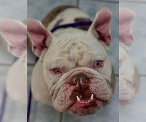 Bulldog Dogs for adoption in Las Vegas, NV, USA