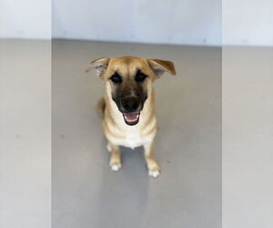 Mutt Dogs for adoption in Studio City, CA, USA