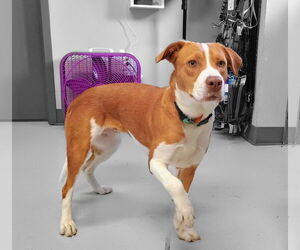 Mutt Dogs for adoption in Pryor, OK, USA