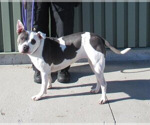 American Pit Bull Terrier Dogs for adoption in Louisville, KY, USA