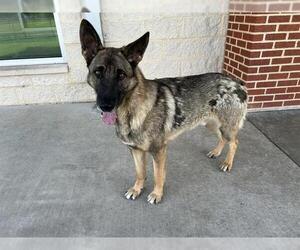 German Shepherd Dog-Unknown Mix Dogs for adoption in Grand Prairie, TX, USA