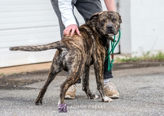 Labrador Retriever Dogs for adoption in Rustburg, VA, USA