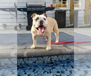 Bulldog Dogs for adoption in Pawtucket, RI, USA